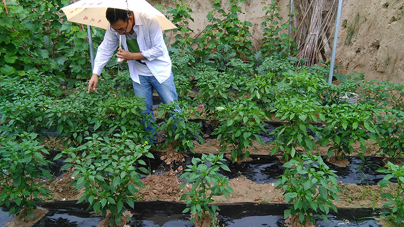 4%赤霉酸乳油在辣椒上的藥效試驗(圖2)